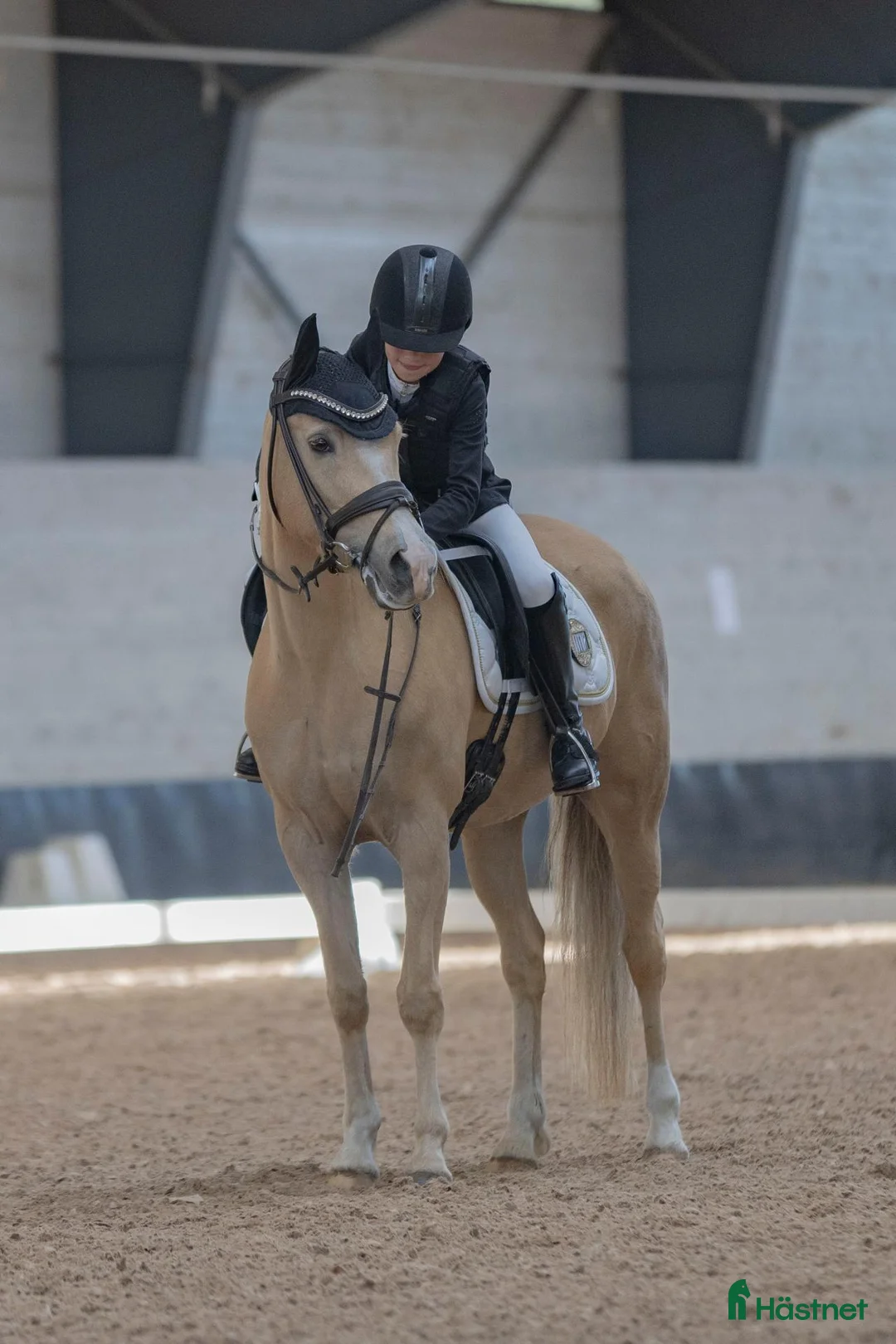 Allround hästar till salu: Runsås Midnight Suprice FEI Ponny - Annons 1