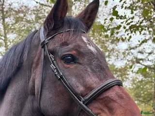 hästar Trevligt sto född 2013 - Annons 18