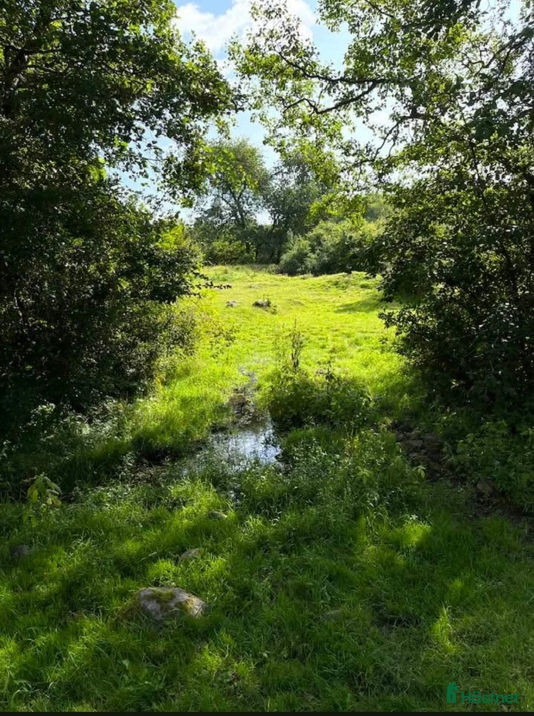  stallplats finnes: Bete  - Annons 2