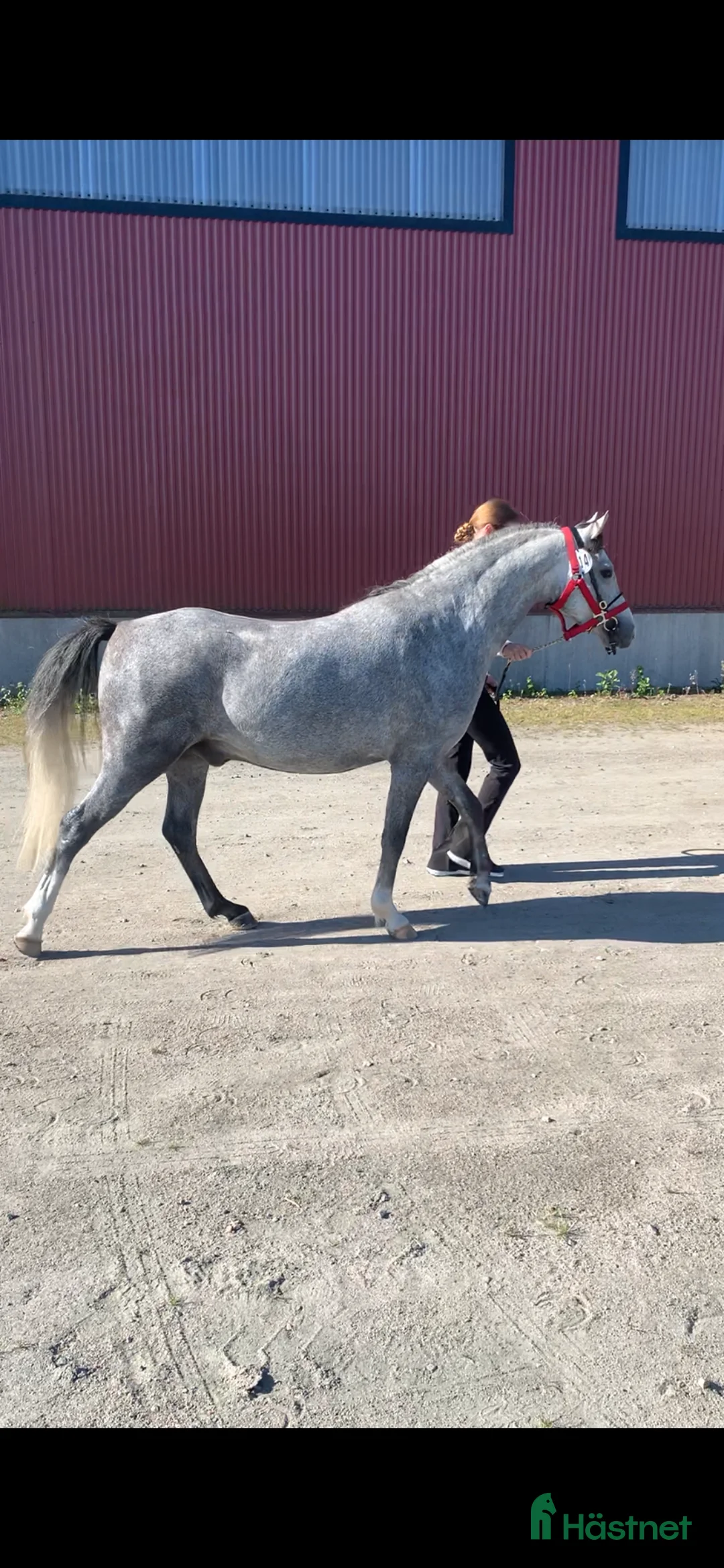 Allround hästar till salu: Snygg welsh ponny i Tun - Annons 1