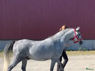 hästar Snygg welsh ponny i Tun - Annons 8