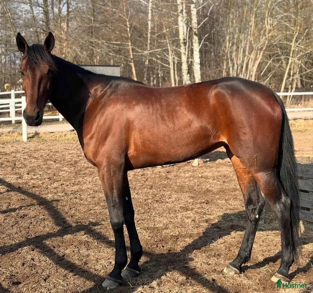 Övrigt hästar till salu: Snällt varmblod  i Sturefors - Annons 1