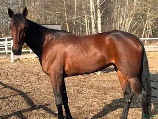 hästar Snällt varmblod - Annons 19