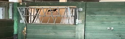 Stallinredning, stängsel & gård övrig utrustning till salu: Höhäckar i Linghem - Annons 2