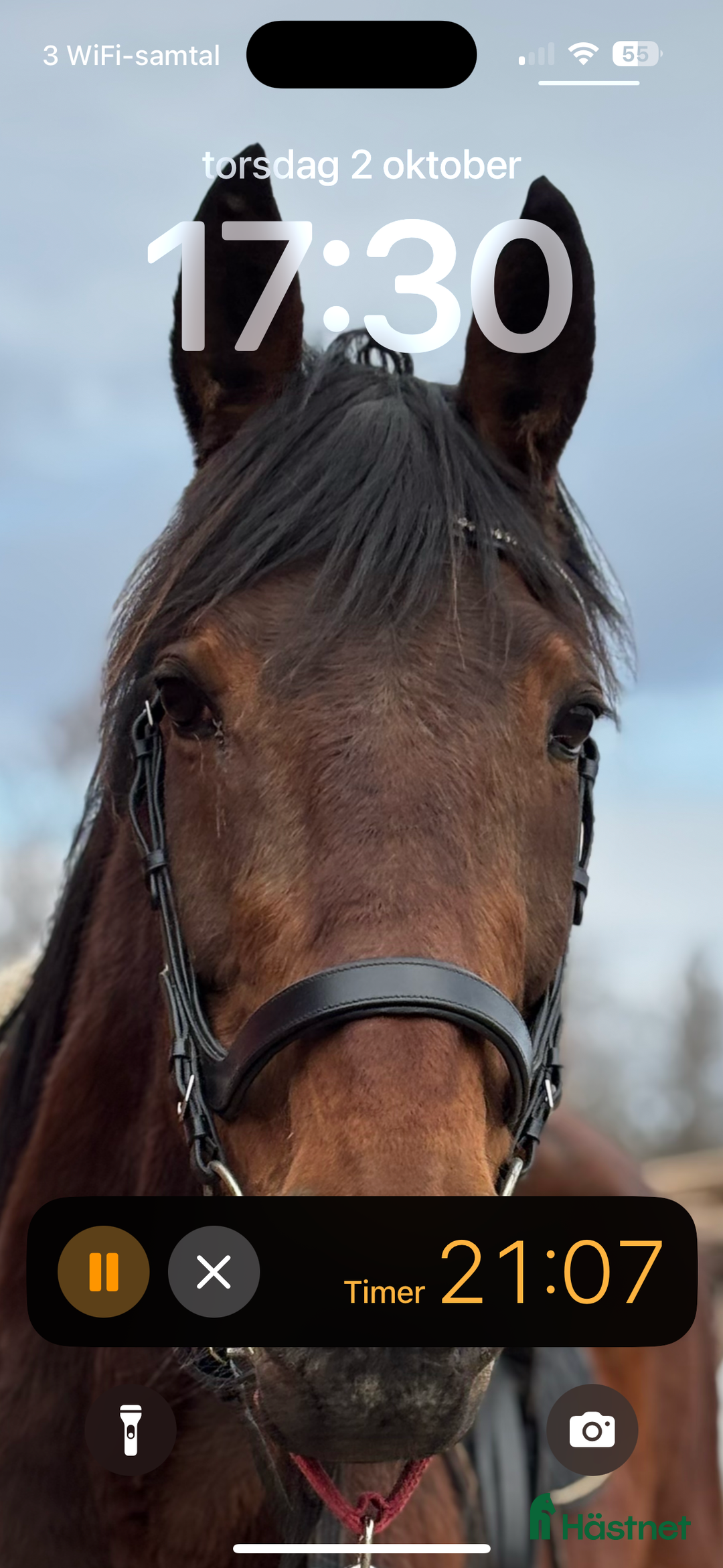 Allround hästar till salu: Sto söker nytt hem  i Åtvidaberg - Annons 3