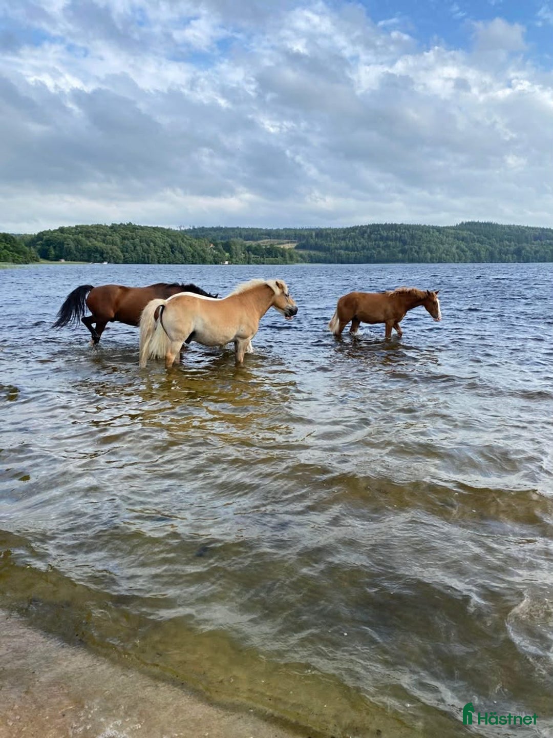 Allround hästar sökes: Trygg valack till Kärleksfullt hem i Alingsås - Annons 2