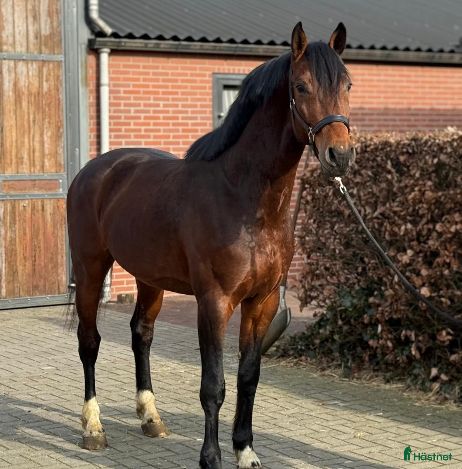  hästar Kvick gummiboll - Annons 1