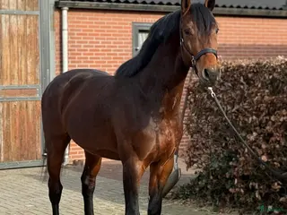 hästar Kvick gummiboll - Annons 1