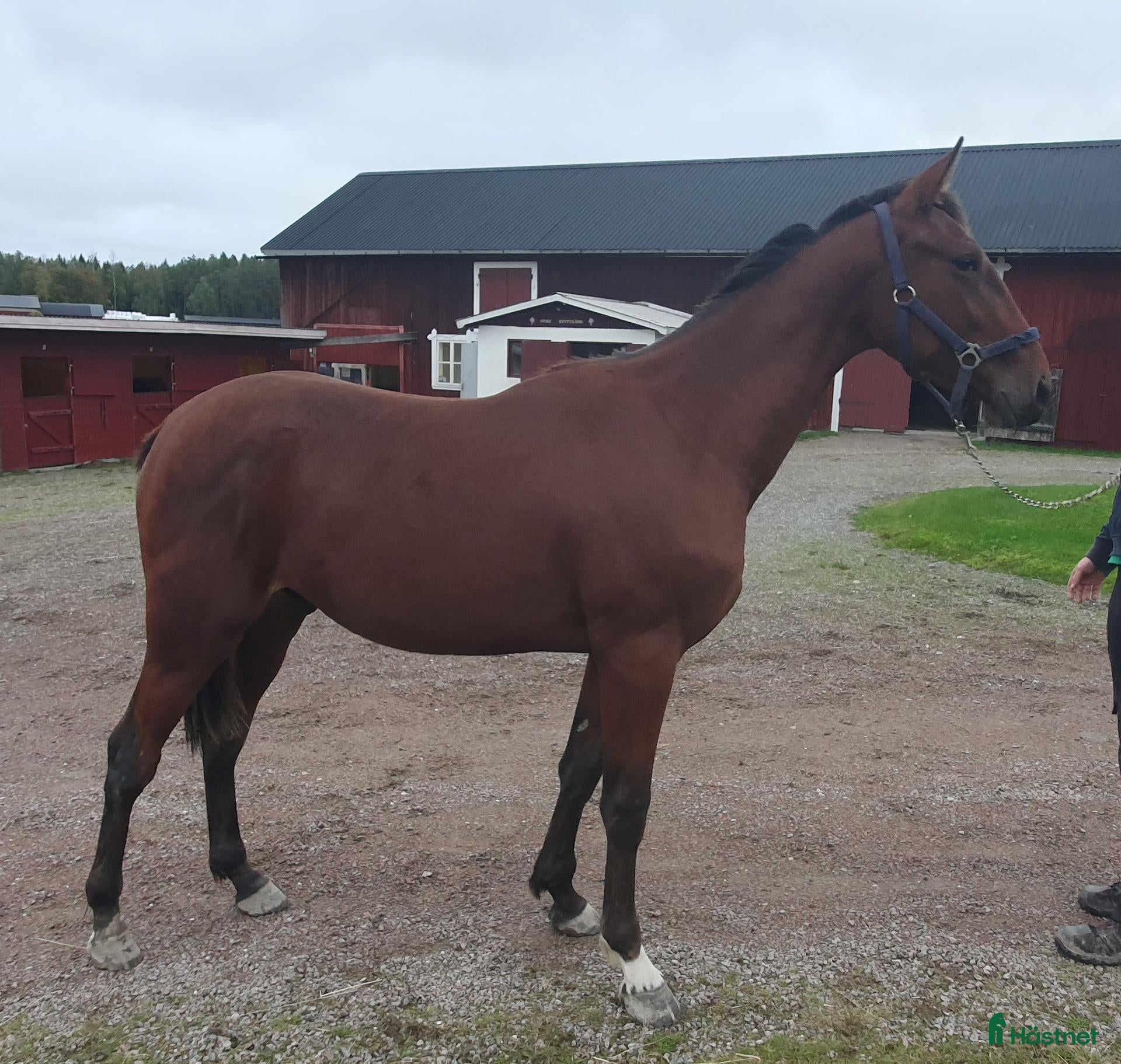  hästar Hingst 1 år - Annons 1