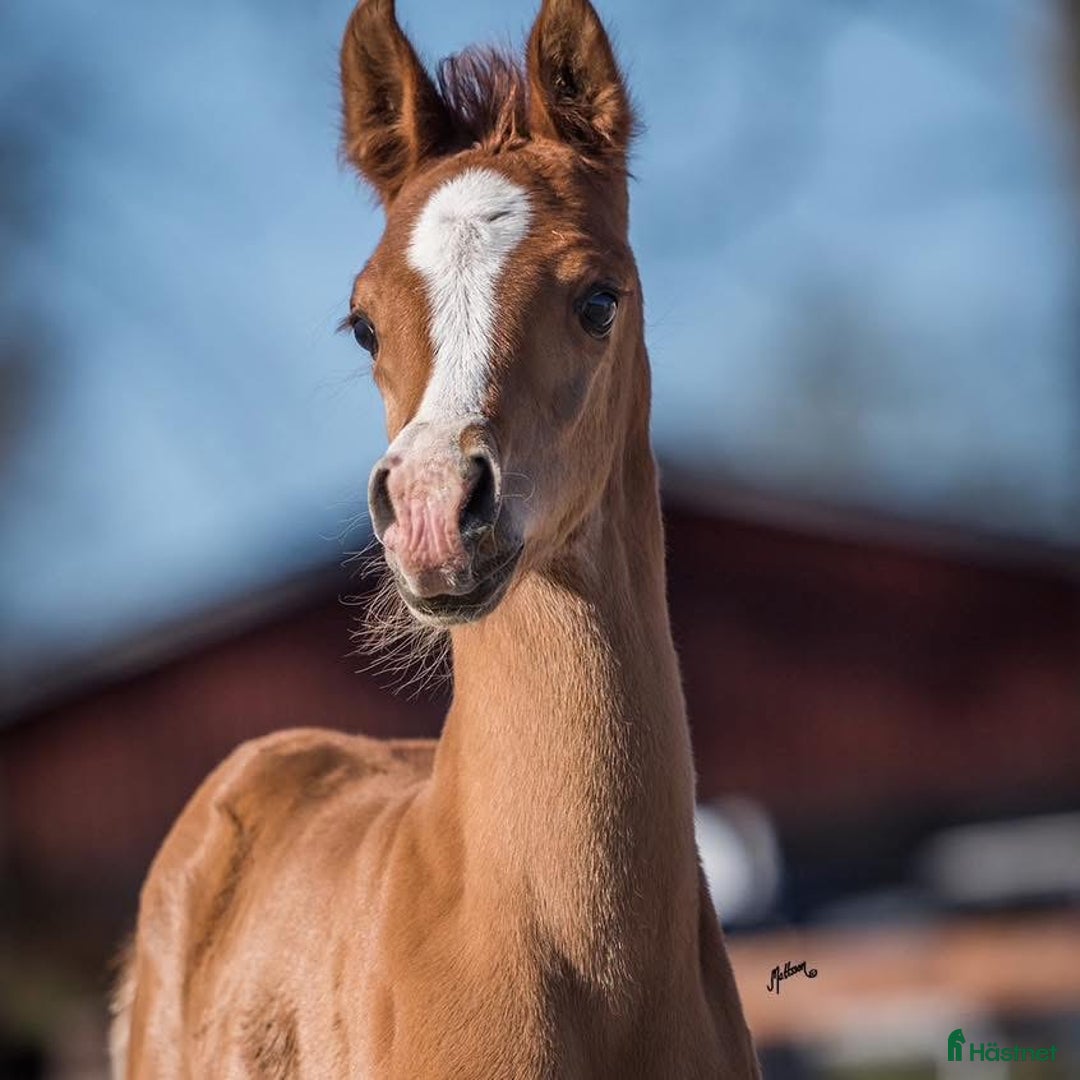 Allround hästar till salu: Arabvalack f 2023 i Södertälje - Annons 1