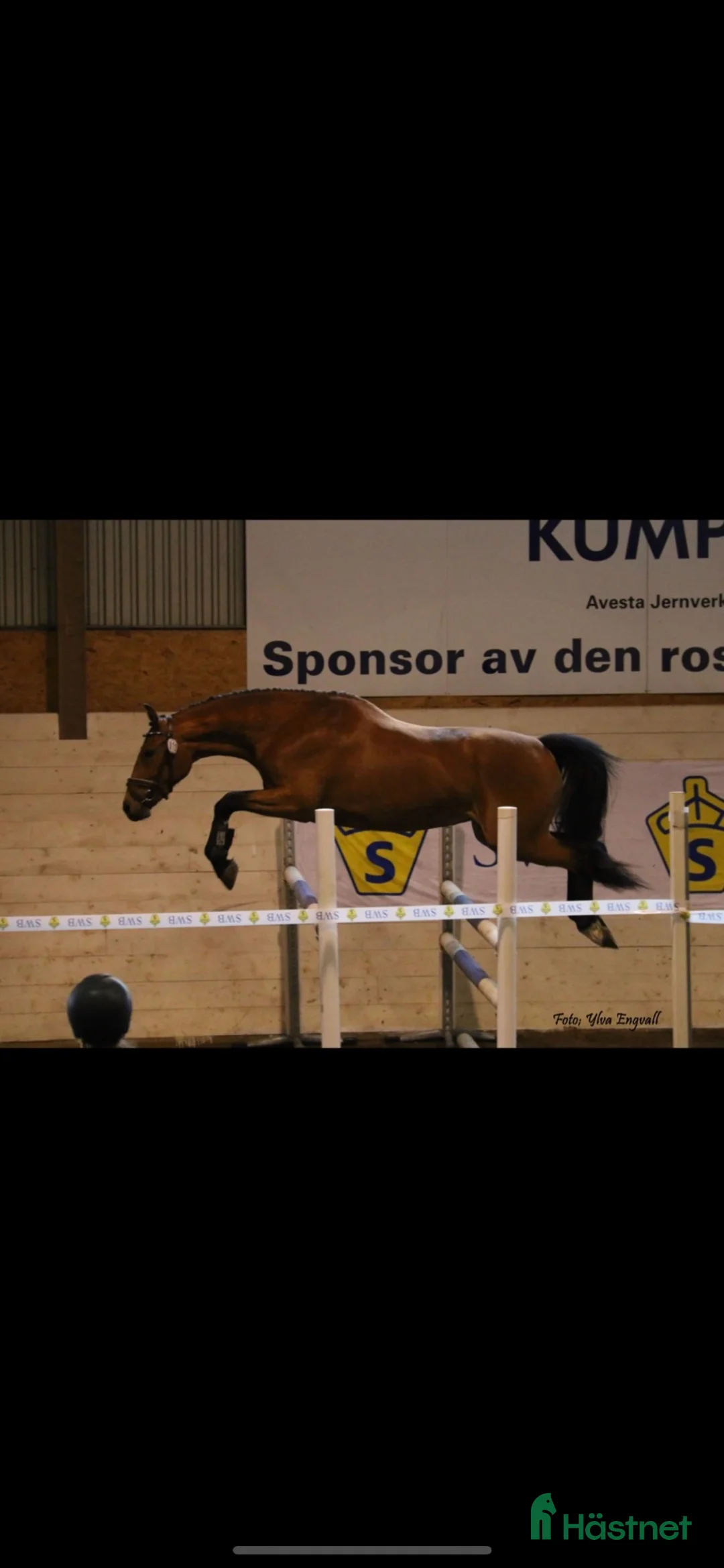 Avelshästar hästar till salu:  SWB Avelssto E. Sir Oldenburg  - Annons 1