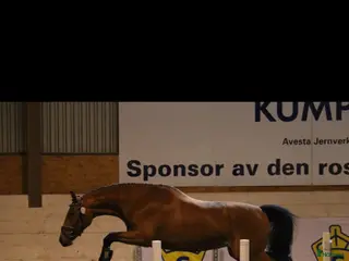 hästar SWB Avelssto E. Sir Oldenburg - Annons 16