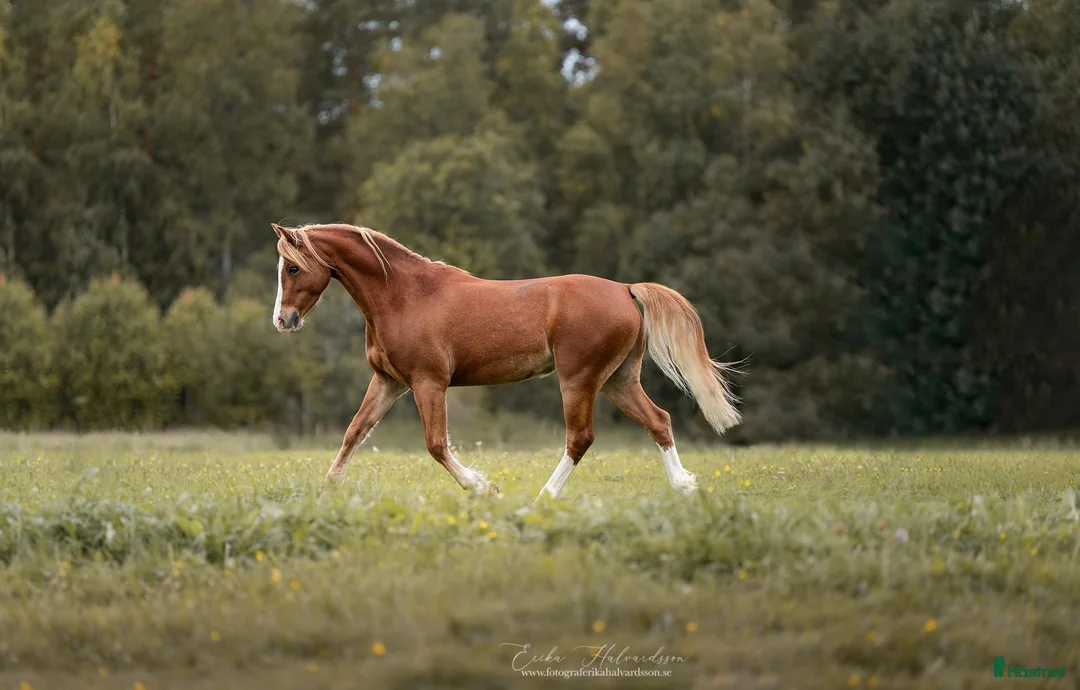 Allround hästar till salu: Topp ponny för de högsta klasserna i Sunne - Annons 2