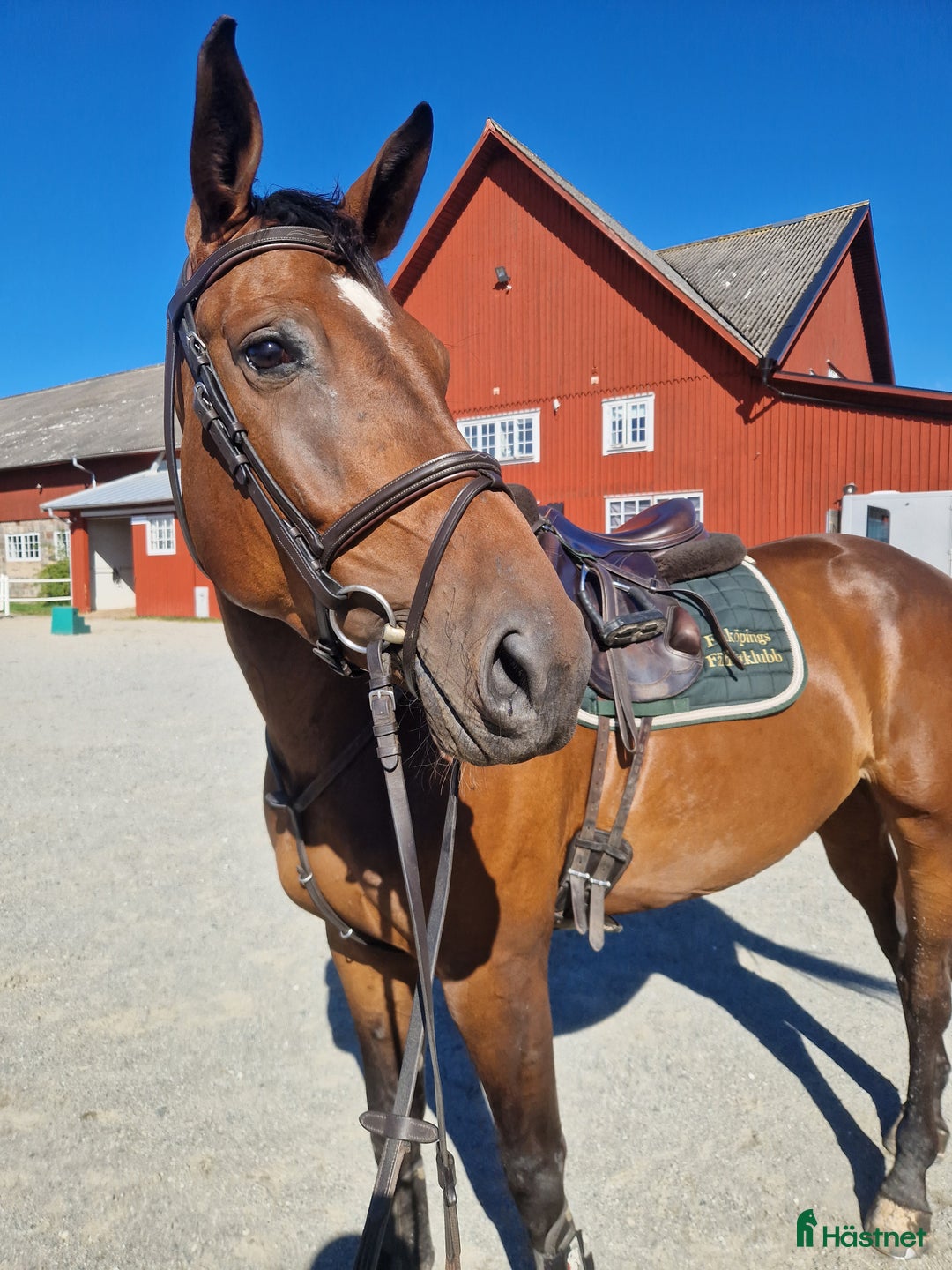 Allround hästar till salu: Väldigt trevligt sto tillsalu i Enköping - Annons 2