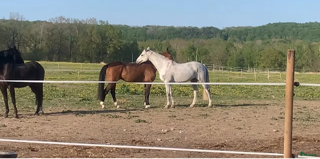  hästgårdar till salu: Stall och hus alt LGH uthyres!  i Kågeröd - Annons 3