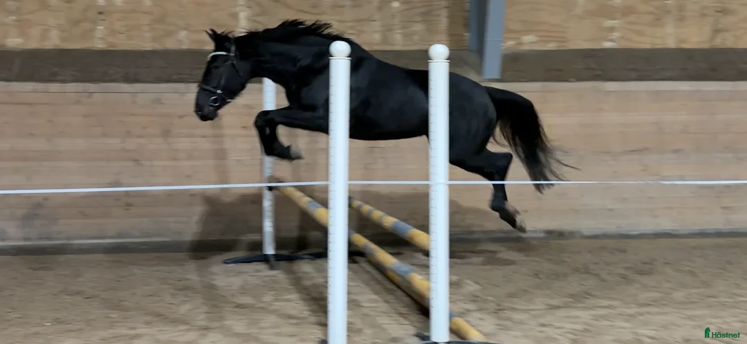 Allround hästar till salu: Fantastisk ung tjej med stor potential i Lödöse - Annons 1