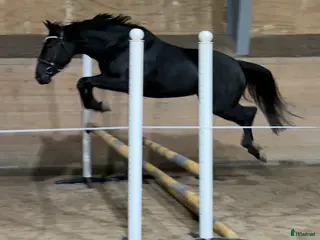 hästar Fantastisk ung tjej med stor potential i Lödöse - Annons 9