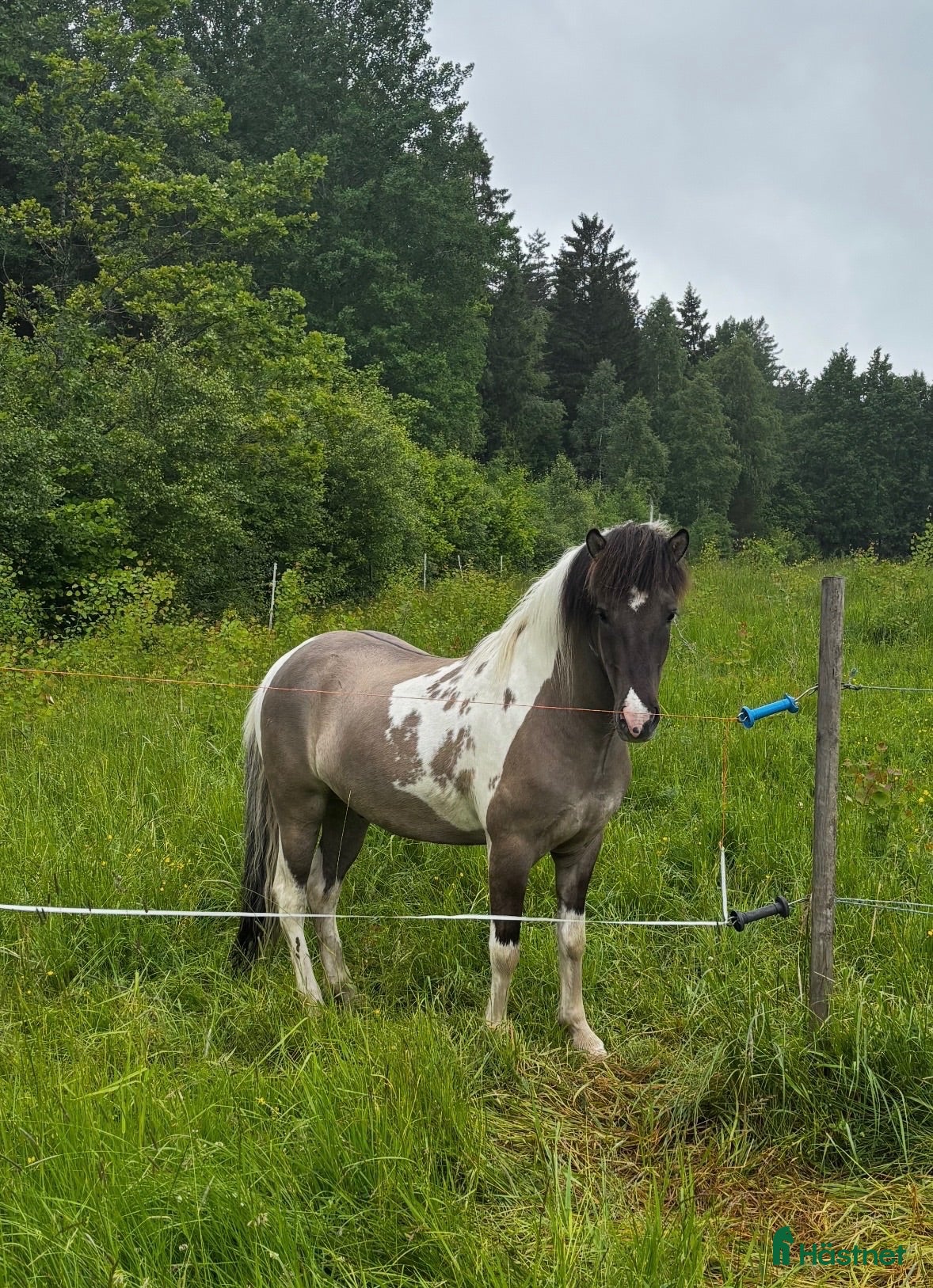  hästar Trevlig, nyfiken 3-årig islandsvalack - Annons 1