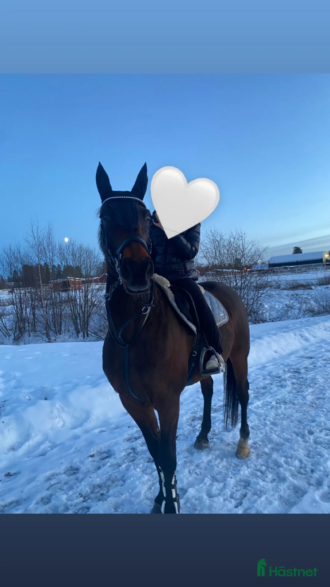 Allround hästar till salu: Intressekoll på finaste Lucky 💕 (Ev. Säljes) i Boden - Annons 6