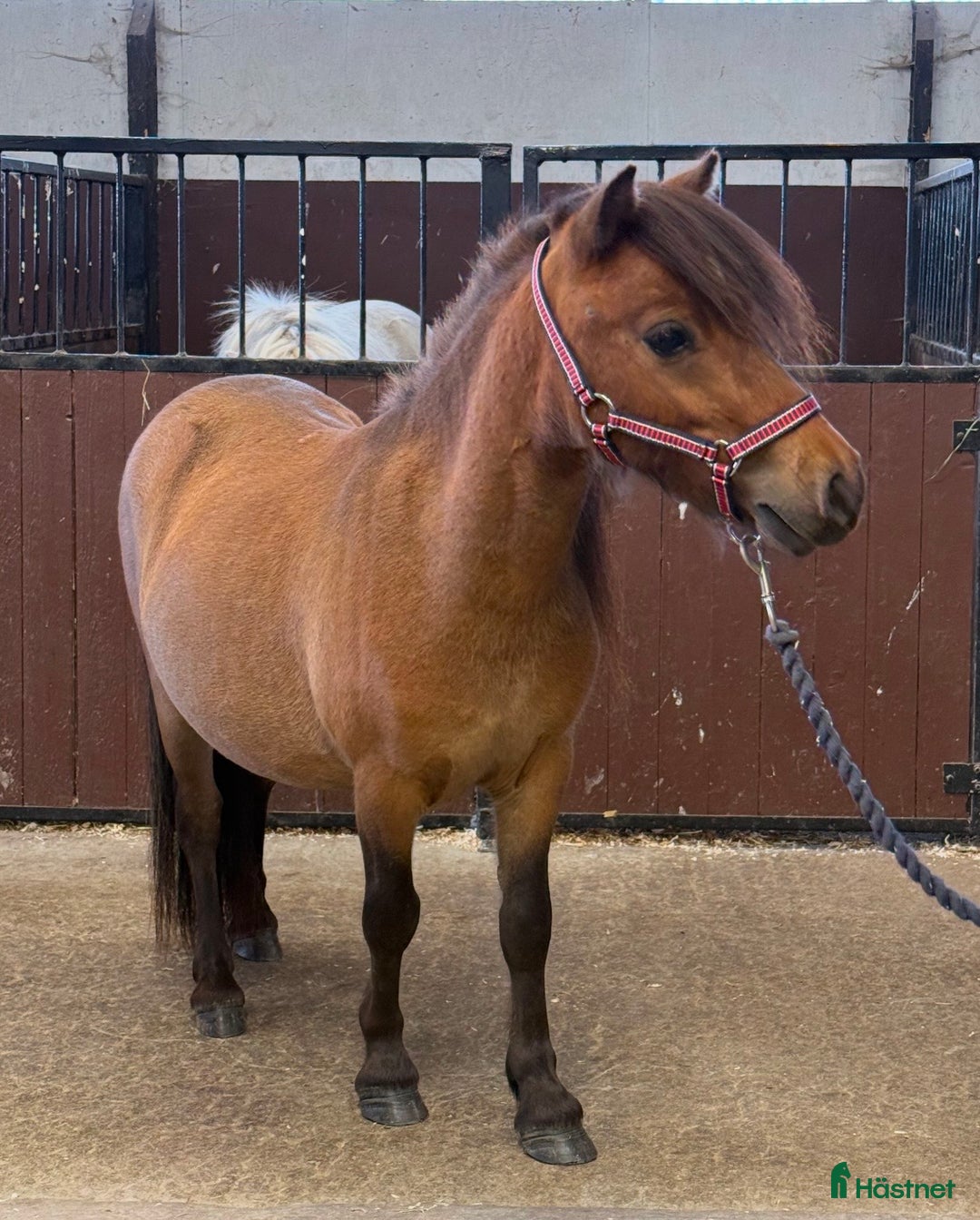 Sällskap hästar till salu: Minishetlandsponny Valack 2 år i Nyköping - Annons 1