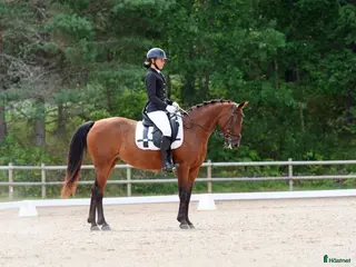 hästar 🌟Dressyrponny & bästa vän🌟 - Annons 4