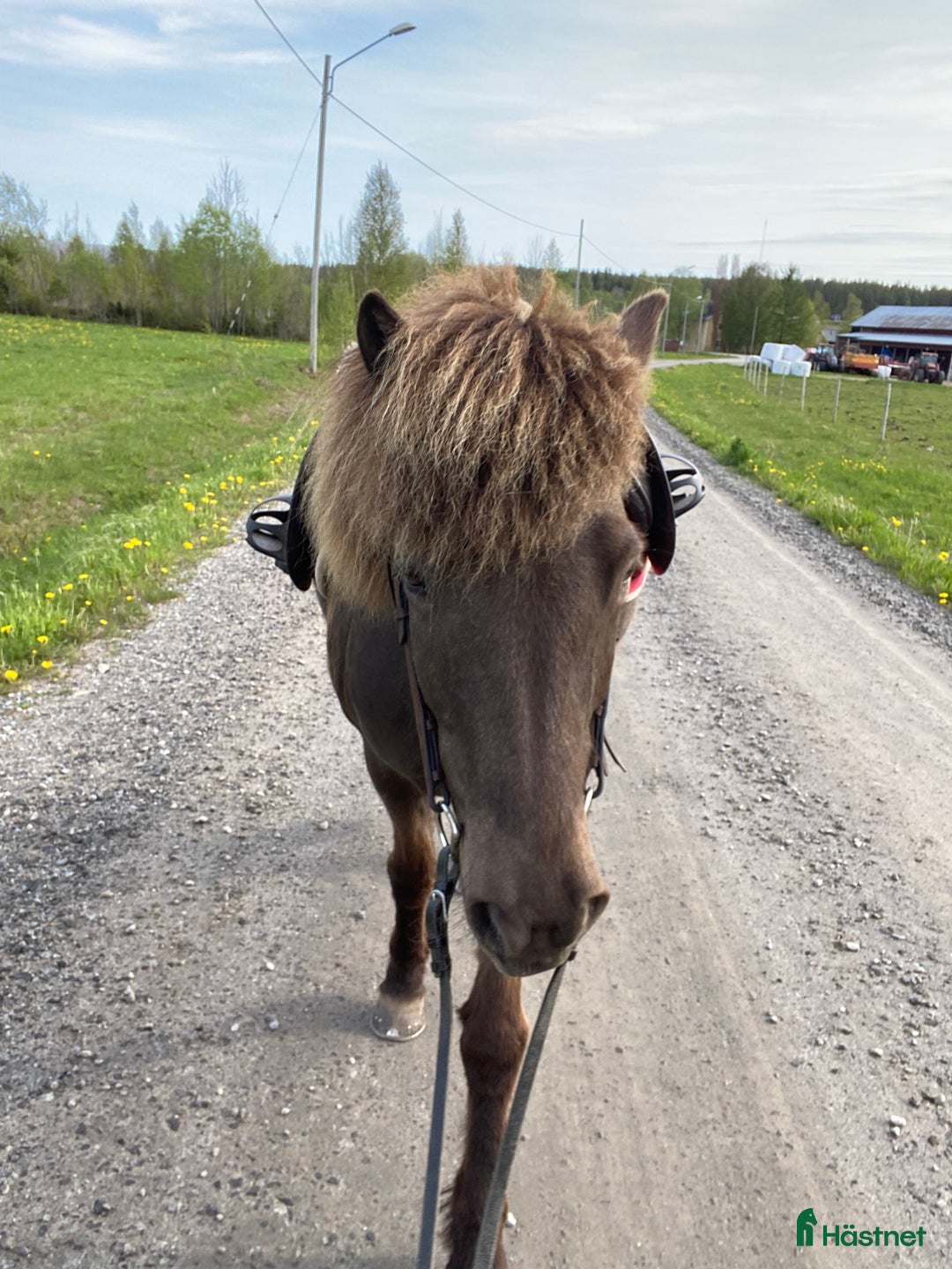 Island hästar till salu: Trevligt islandssto i Umeå - Annons 1