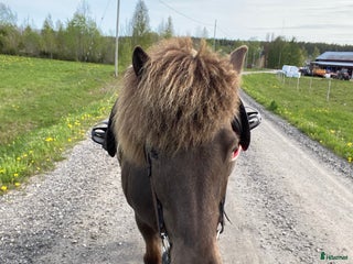 hästar Trevligt islandssto i Umeå - Annons 2