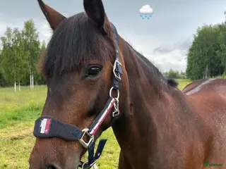 hästar Okomplicerat connemara sto! - Annons 4