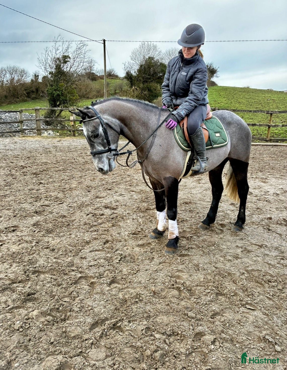  hästar Easy Connemara gelding  - Annons 13