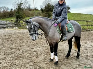 hästar Easy Connemara gelding - Annons 13