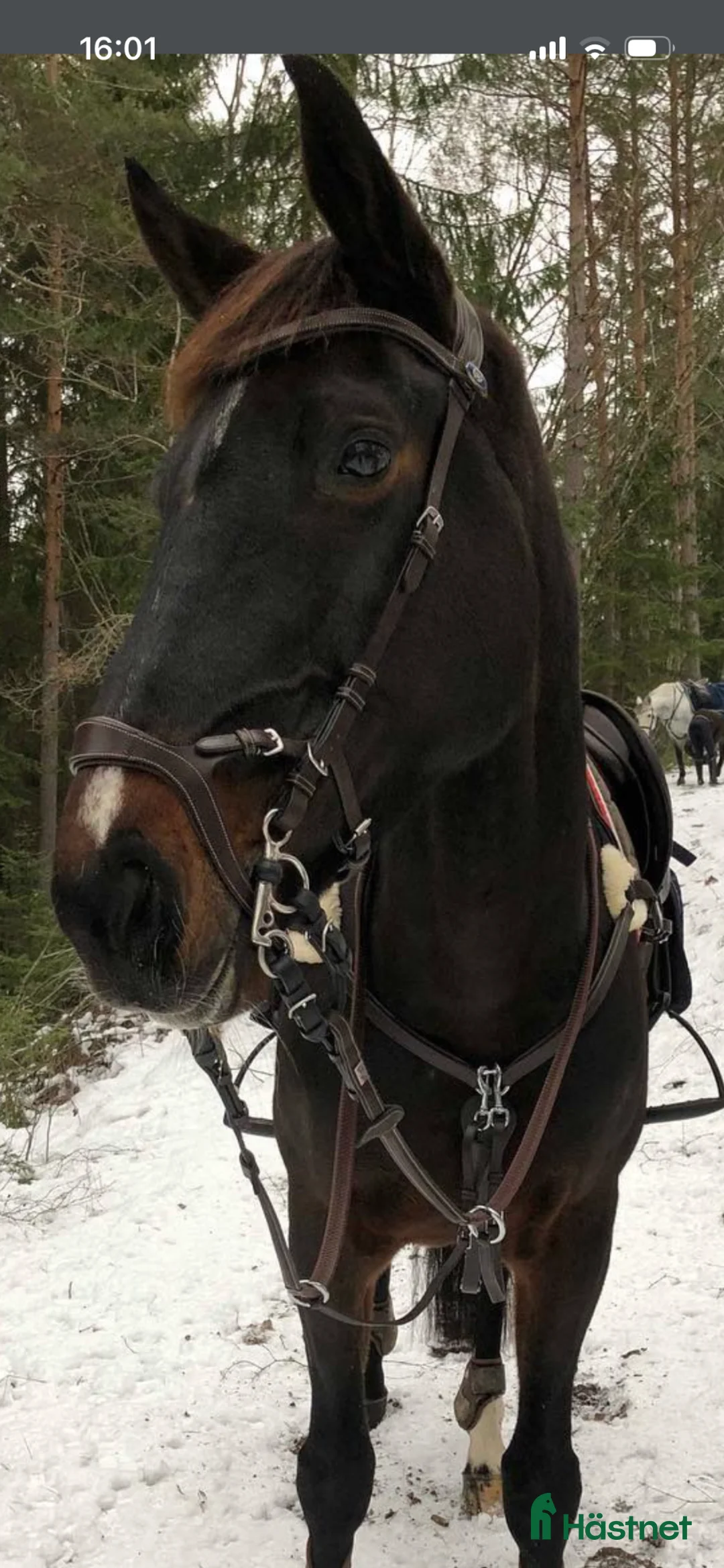 Träns hästutrustning till salu: Träns PS of Sweden i Grödinge - Annons 3