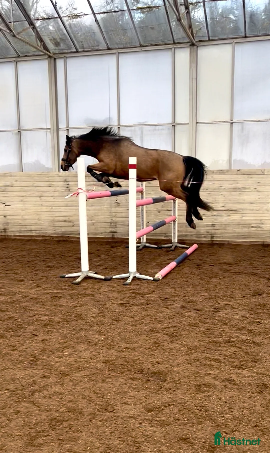 Allround hästar till salu: Sagolika allround ponnyn Saga! - Annons 1