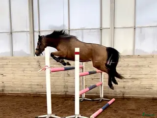 hästar Sagolika allround ponnyn Saga! - Annons 17