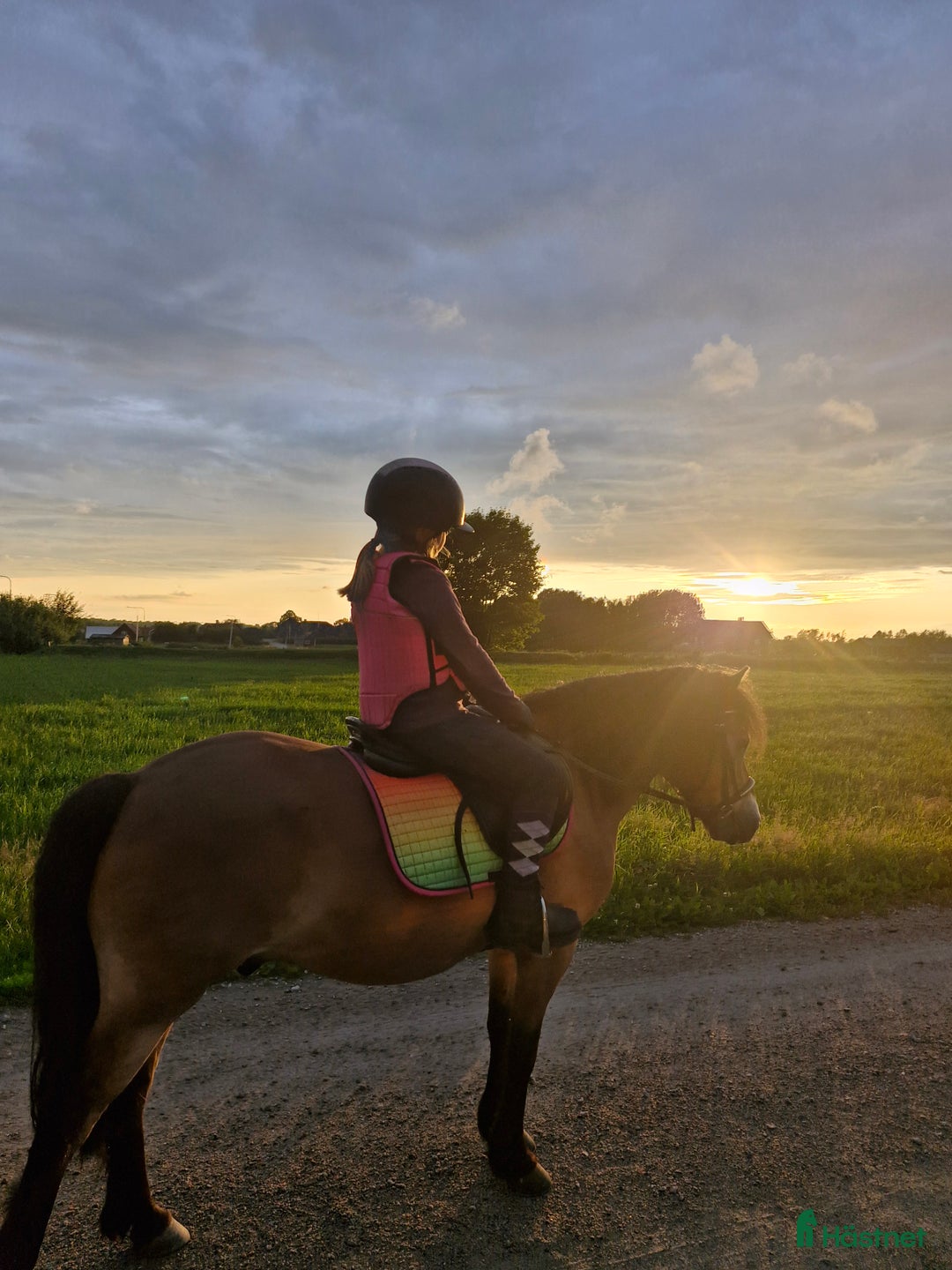 Allround hästar till salu: En tuff kille i Kalvsvik - Annons 2