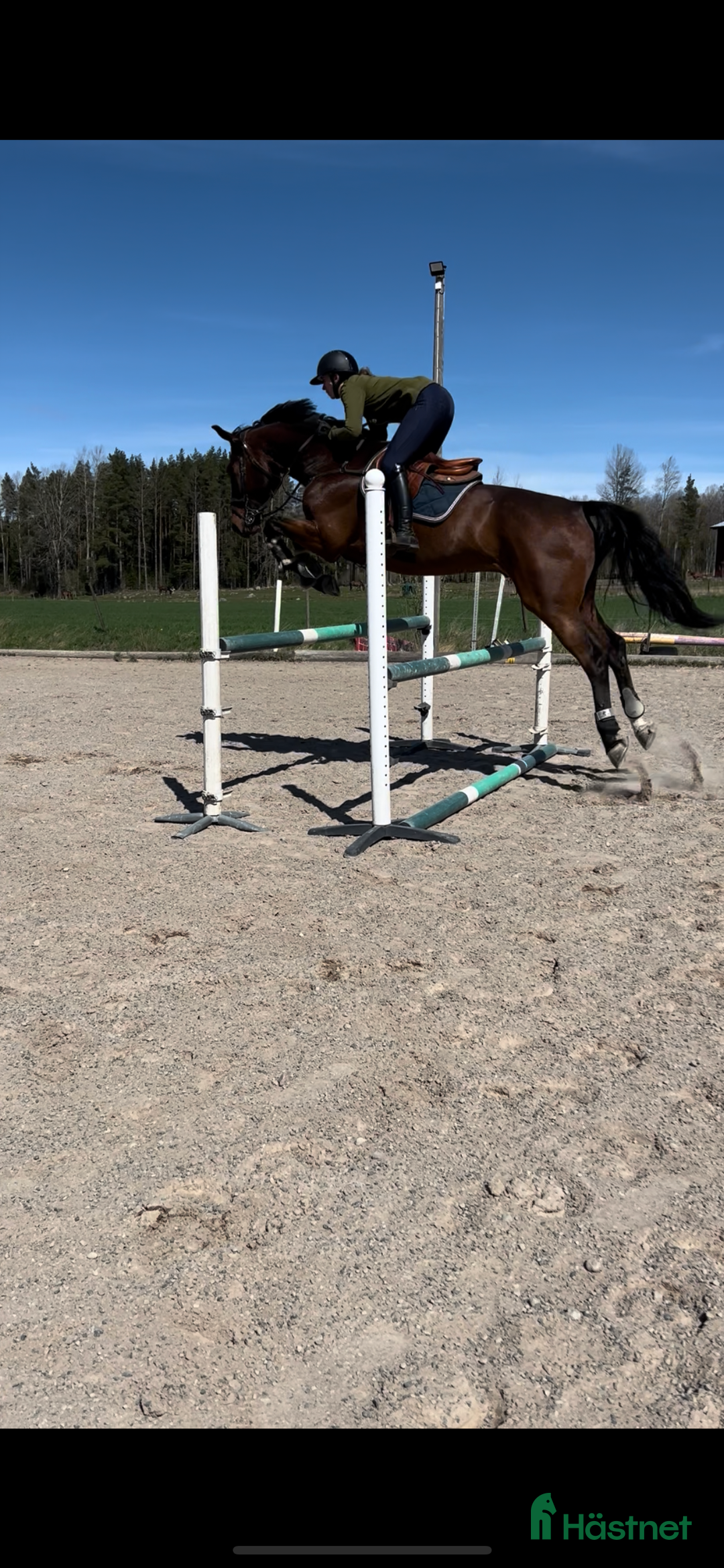 Allround hästar till salu: Snygg valack RESERVERAD  i Eksjö - Annons 5