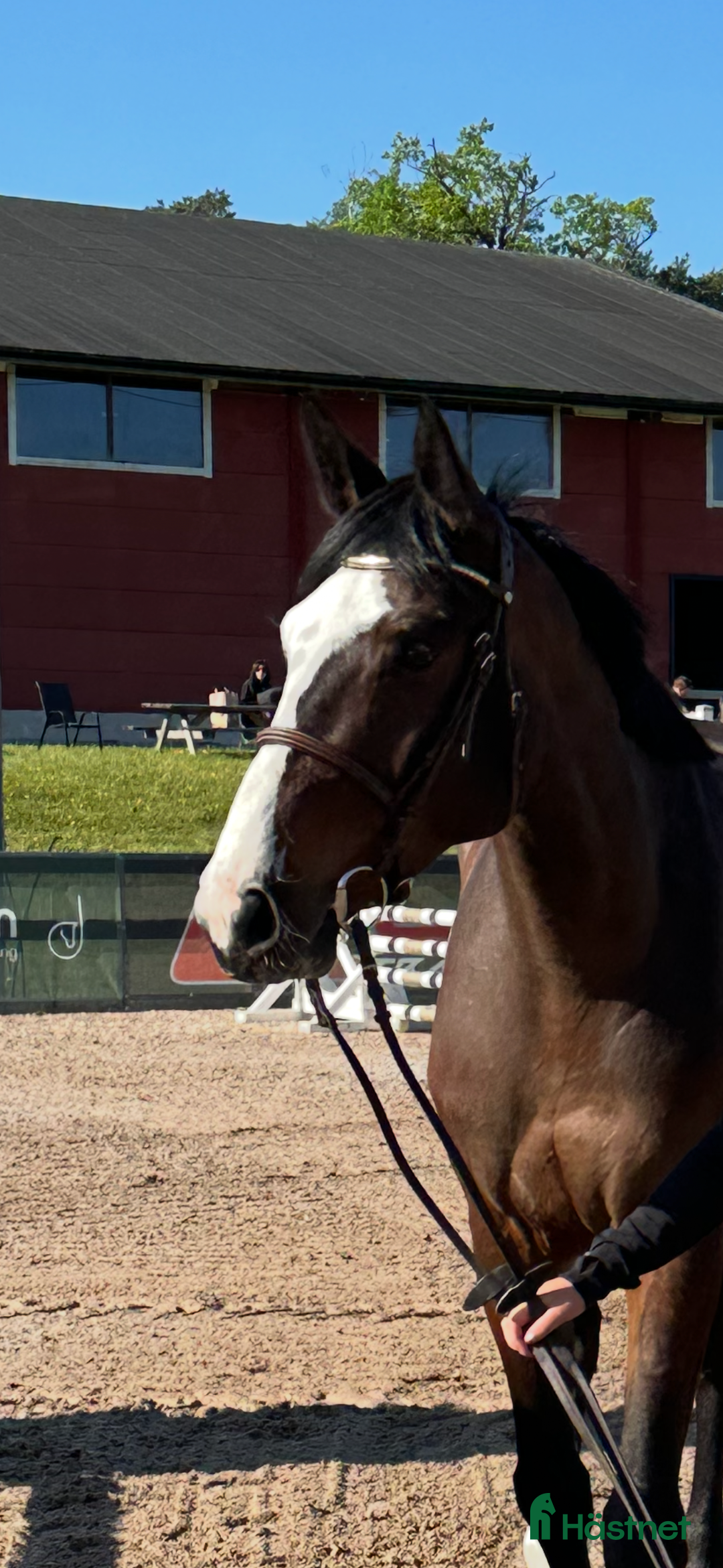 Hoppning hästar till salu: Trevligt 5årigt sto. i Norrköping - Annons 1