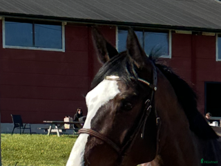 Hoppning hästar till salu: Trevligt 5årigt sto. i Norrköping - Annons 1