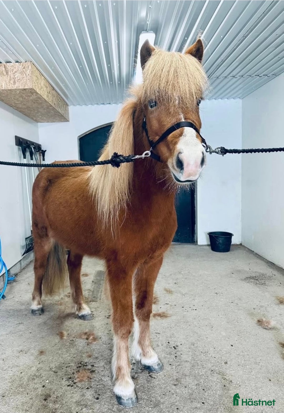 Island hästar till salu: Kille för framtiden  - Annons 9