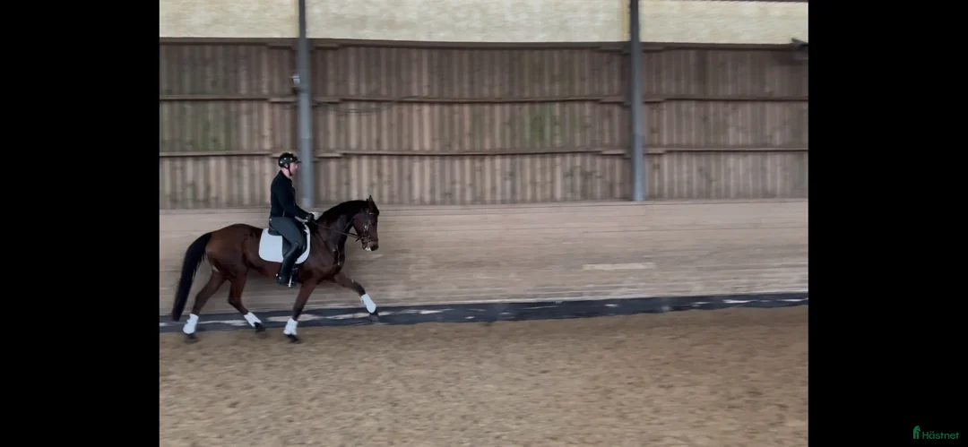 Dressyr hästar till salu: Sto med mycket potential - Annons 2