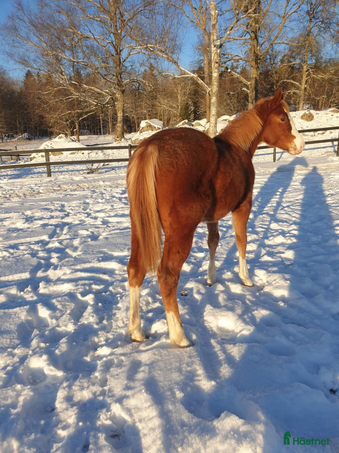 Western hästar till salu: Pleasure avlad ett årigt sto i Uppsala - Annons 2