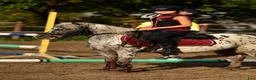 Hoppning hästar till salu: Jumping pony with special color - Annons 4