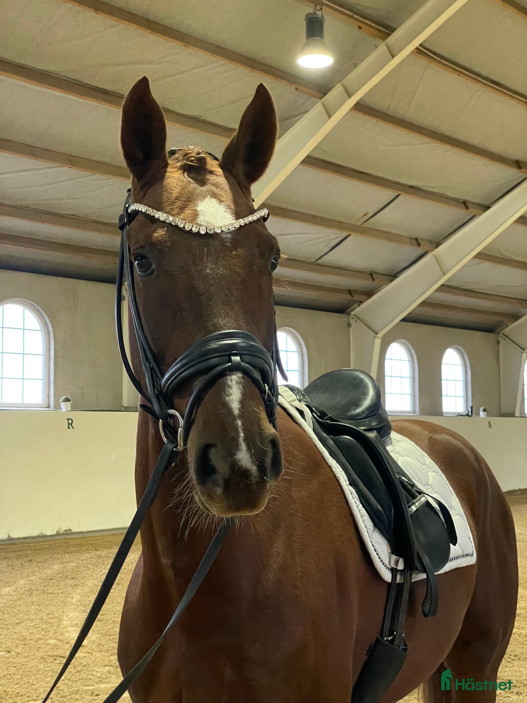 Dressyr hästar till salu: Oslipad diamant  i Simrishamn - Annons 1