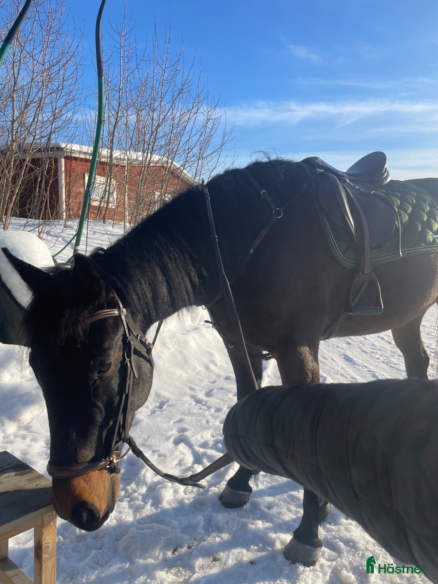  hästar Snäll kompis  - Annons 1