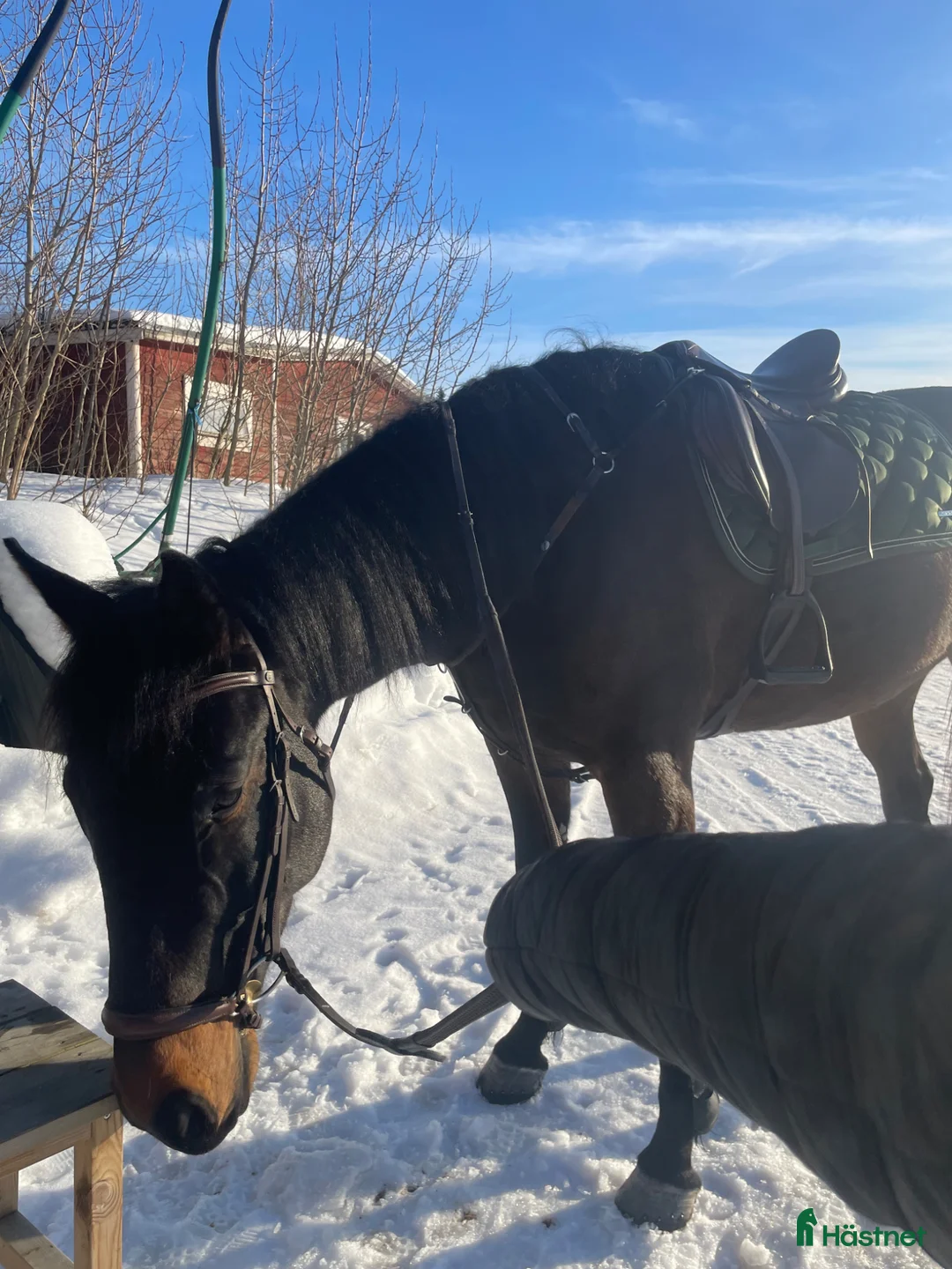 Sällskap hästar till salu: Snäll kompis  - Annons 1