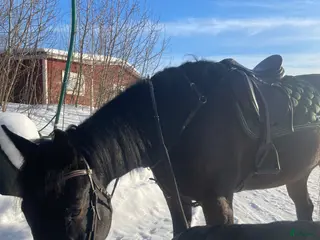 hästar Snäll kompis - Annons 1