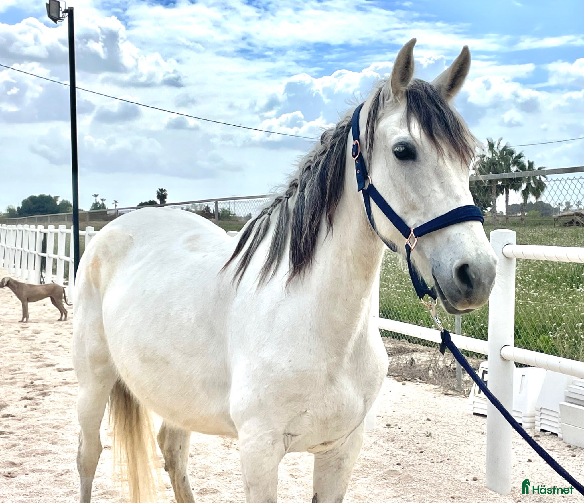 hästar 🦄9-årigt allround sto🦄 - Annons 2