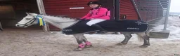 Allround hästar till salu: Välutbildad B-ponny - Annons 2