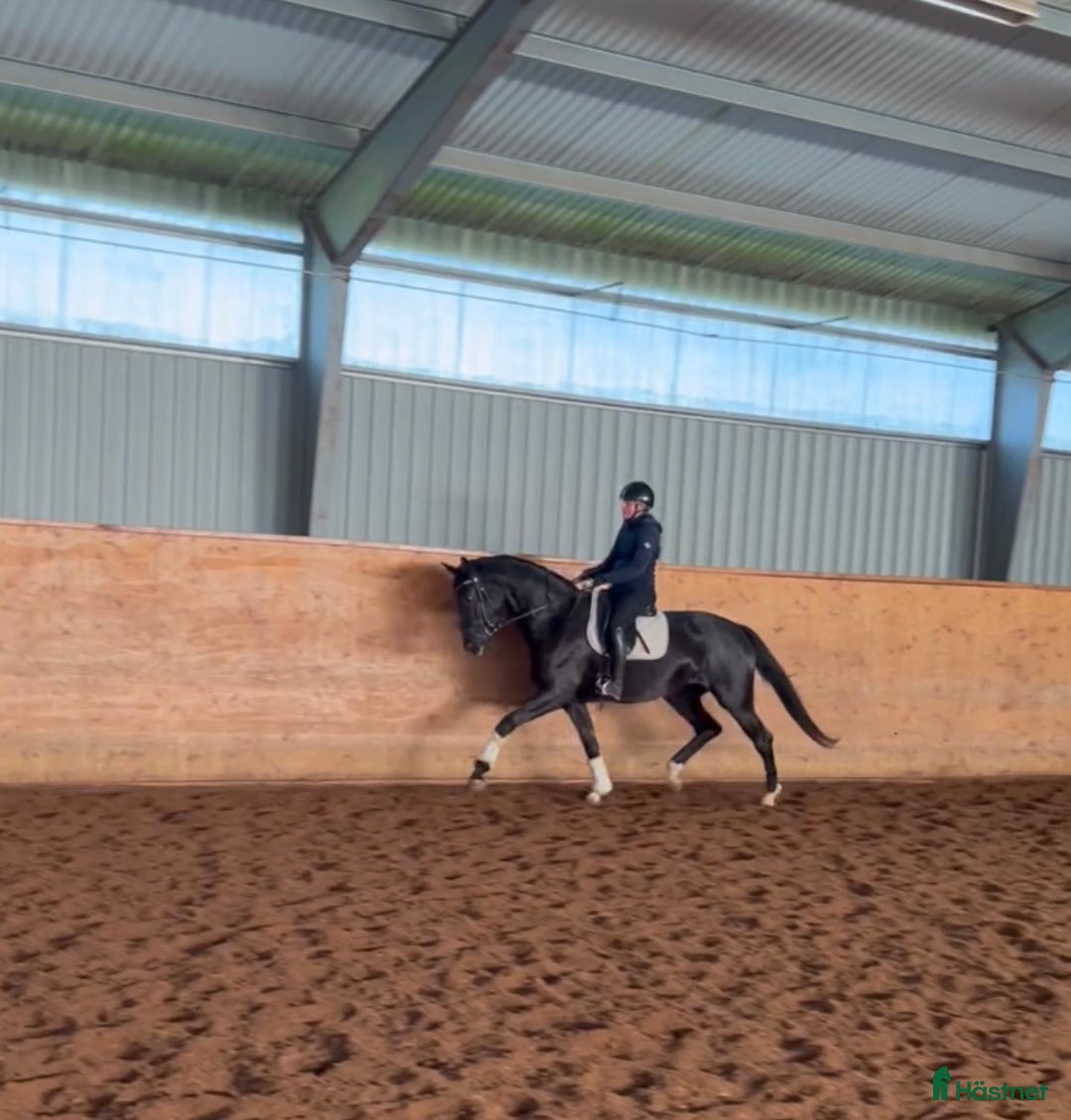 Dressyr hästar till salu: Vackert sto med gångarter ut över de vanliga i Helsingborg - Annons 5
