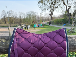 Schabrak & Vojlockar hästutrustning till salu: Lila equestrian Stockholm schabrak i Öjersjö - Annons 16