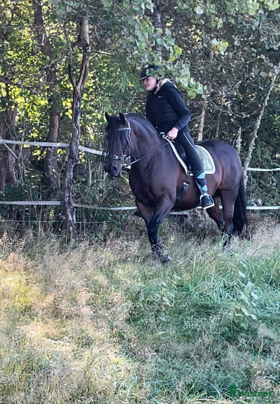 Allround hästar till salu: Underbart morgansto i Sätila - Annons 2